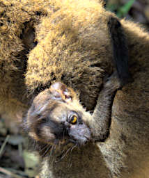 Peyrieras Lemur Common Brown