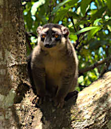 Peyrieras Lemur Common Brown