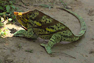 Peyrieras Chameleon Xxx