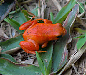 Peyrieras Frog Golden Mantella