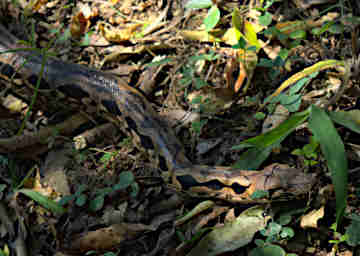 Peyrieras Snake Ground Boa