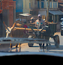 Ranomafana Zebu Dump Truck