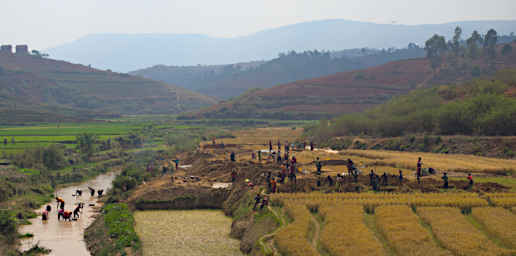 Ranomafana Mining Rice Paddy