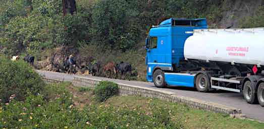 Ranomafana Passing Zebu