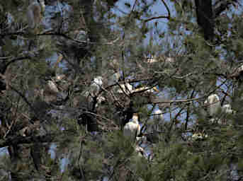 Ranomafana Egrets