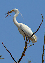 Ranomafana Bird Little Egret