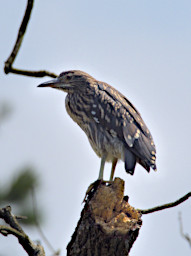 Ranomafana Bird Black Crowned Night Heron Imm