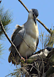 Ranomafana Bird Black Crowned Night Heron