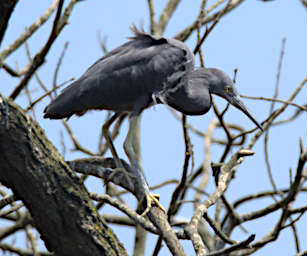 Ranomafana Bird Black Heron