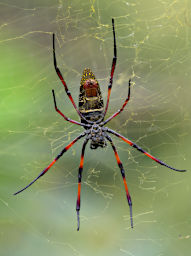 Ranomafana Spider Golden Orb Web