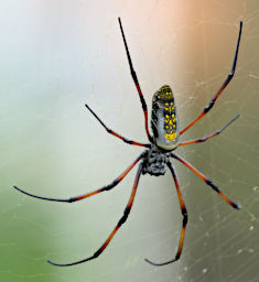 Ranomafana Spider Golden Orb Web