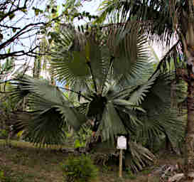 Ranomafana Tree Bismark Palm