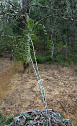 Ranomafana Tree Climbing Palm