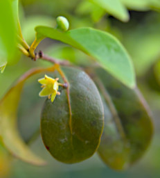 Ranomafana Tree Flower Polycardia Lateralis