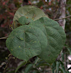 Ranomafana Tree Macarangq Cuspidata TP