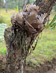 Ranomafana Cactus Epiphyte Cactus Ruepsalis