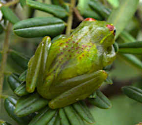 Ranomafana Frog Central Bright Eyed