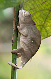 Ranomafana Chameleon Parsons