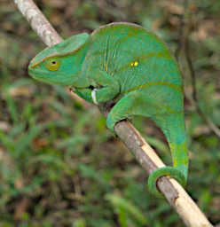 Ranomafana Chameleon Parsons