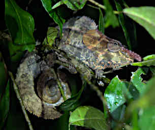 Ranomafana Chameleon Blue Legged