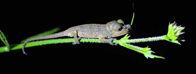 Ranomafana Chameleon Big Nose