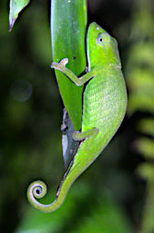 Ranomafana Chameleon Band Bellied Perinet