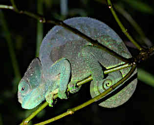 Ranomafana Chameleon Xxx