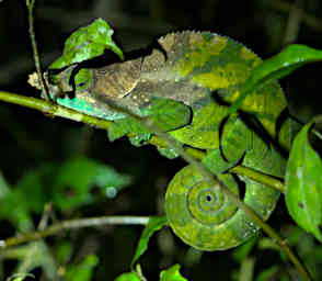 Ranomafana Chameleon OShaughnessys