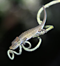 Ranomafana Chameleon Big Nose