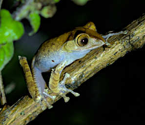 Ranomafana Frog MGBright Eyed