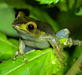 Ranomafana Frog MGBright Eyed