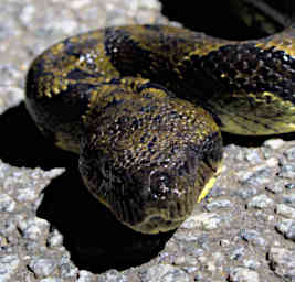 Ranomafana Snake Ground Boa