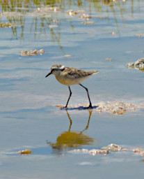 Reniala Bird Kittlitzs Plover