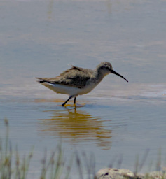 Reniala Bird Curlew Sandpiper