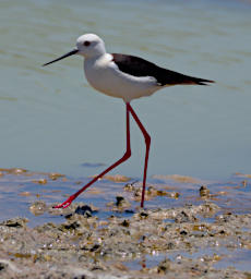 Reniala Bird Black Winged Stilt