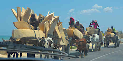 Reniala Zebu Carts Canoes