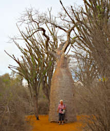 Reniala Tree Baobab Dona