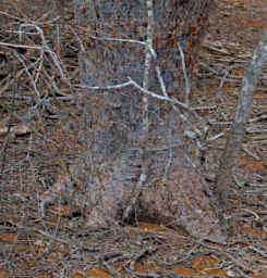 Reniala Tree False Baobab Chicken Feet