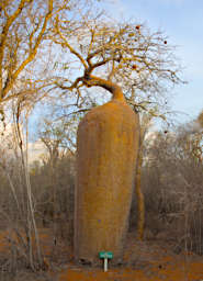 Reniala Tree Fony Baobab Adansonia Rubrostipa