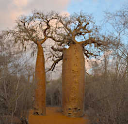 Reniala Tree Baobab