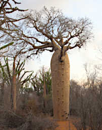 Reniala Tree Baobab