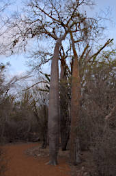 Reniala Tree False Baobab