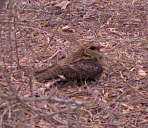 Reniala Bird MGNightjar