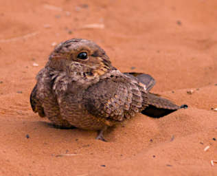 Reniala Bird MGNightjar