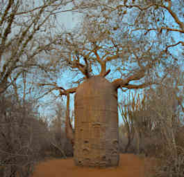 Reniala Tree Baobab