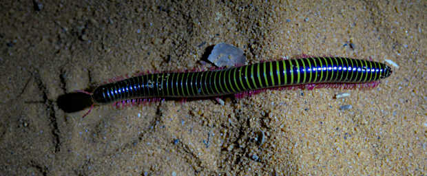 Reniala Bug Millipede