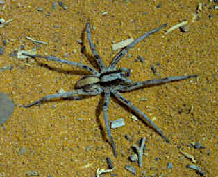 Reniala Spider