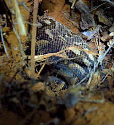 Reniala Snake Ground Boa