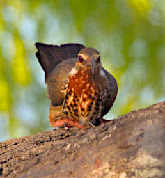 Reniala Bird Sub Desert Mesite