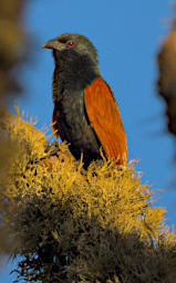 Reniala Bird MGCoucal